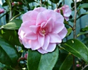 Camellia