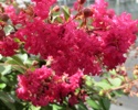 Lagerstroemia