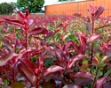 Photinia